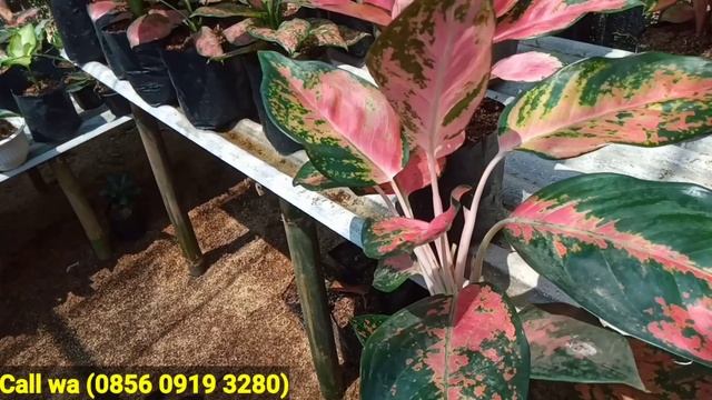 Obral aglonema besar besaran terlaris special stok baru berkualitas !!! murah meriah hanya 35 ribu смотреть онлайн