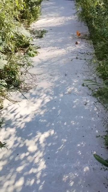 Бабочки смотреть онлайн