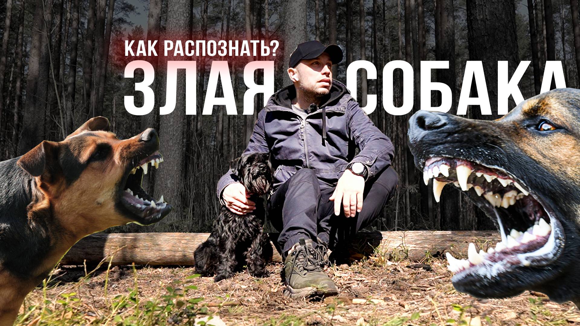 Агрессивная или Добрая? Как распознать собаку? смотреть онлайн