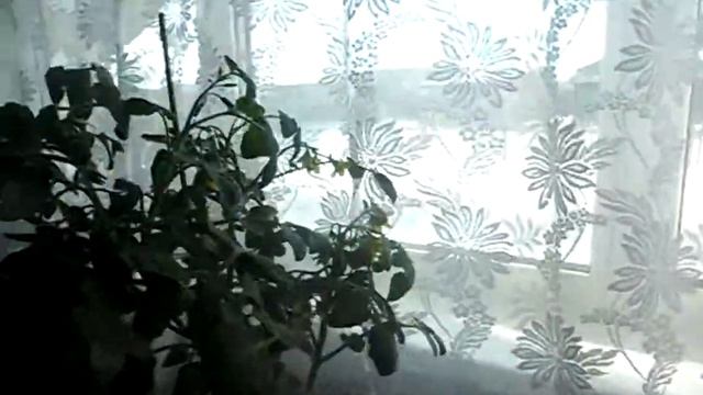 Томат Балконное чудо. смотреть онлайн
