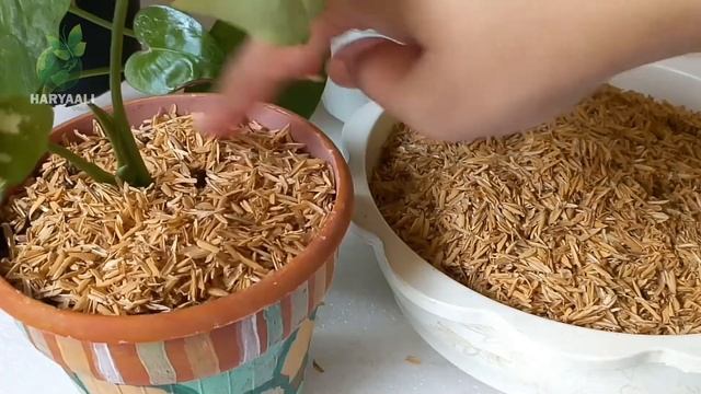 Best & cheapest RICE HUSK soil potting with full nutrients смотреть онлайн