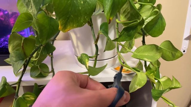 Growing Golden Pothos + Java Moss in my Self-Sustained Aquarium | No CO2, No Filter, No Ferts смотреть онлайн