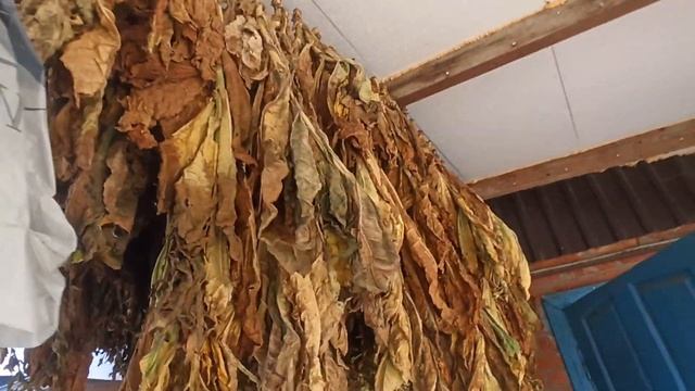 Bolivian Black дегустация. 31.10.2023 смотреть онлайн