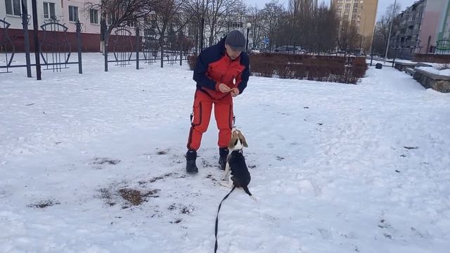 дрессировка собак маркеры смотреть онлайн