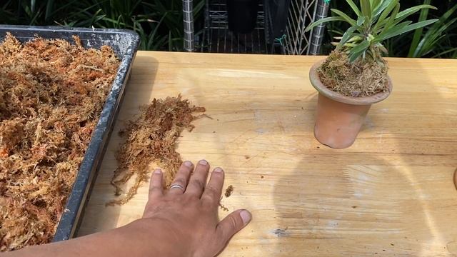 2021/06/02: 富贵兰的花盆选择和传统上盆方法 смотреть онлайн