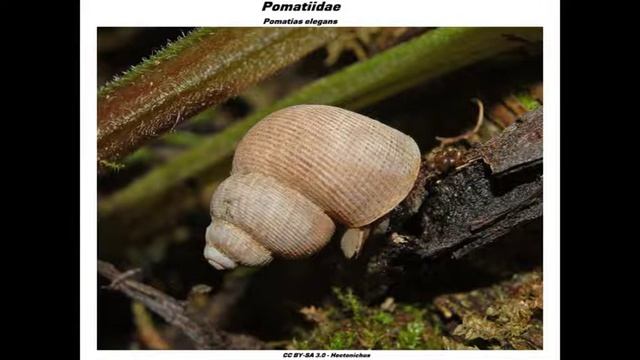 Pomatiidae смотреть онлайн