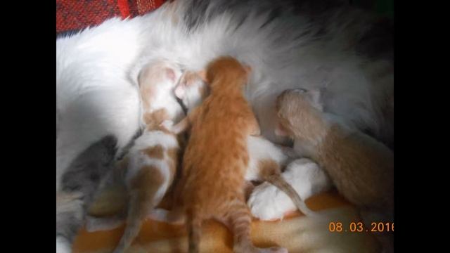 Мое слайд-шоу смотреть онлайн