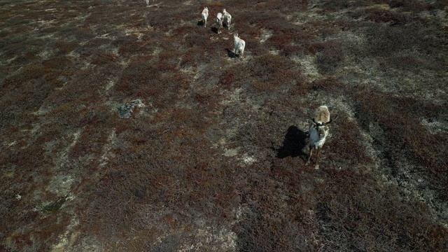 Qooqqut, Nuup Kangerlua смотреть онлайн