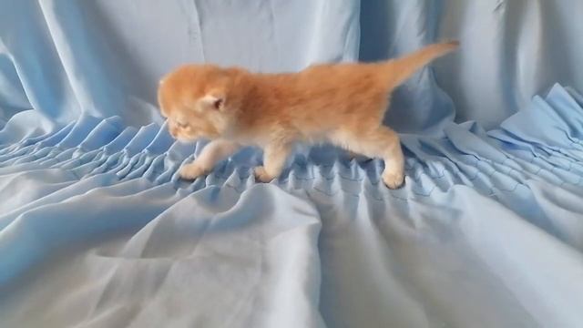 NEMESIA CHOCOLATE BOUTIQUE, BRI by12 смотреть онлайн