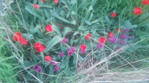 VID_20250416_185512.mp4