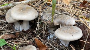 Рядовка дымчатая (Говорушка дымчатая) собираем в туман