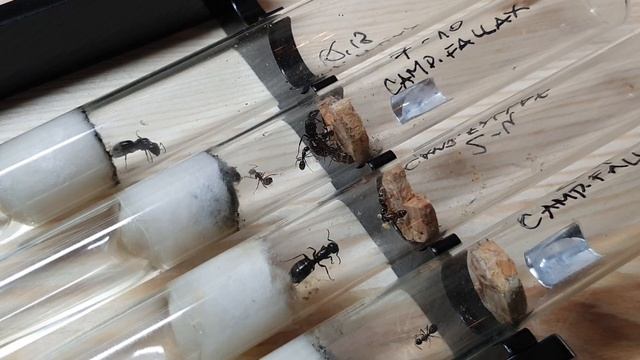 🐜 Camponotus fallax - Wybudzenie po hibernacji [Tydzień 29] смотреть онлайн