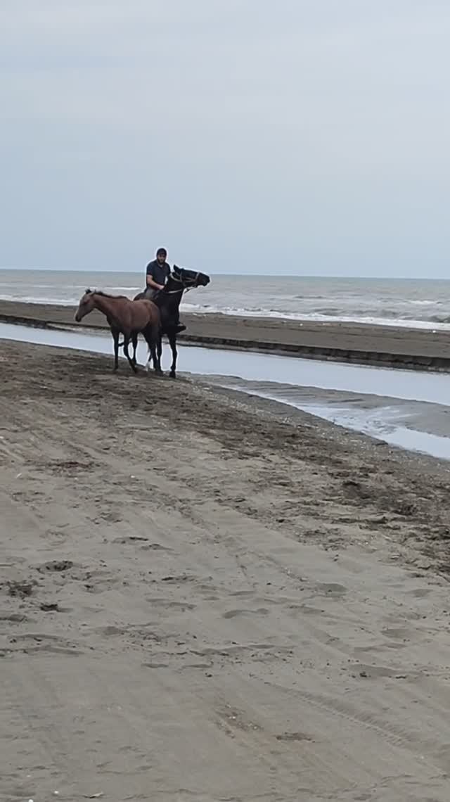 Ну, хоть ножки помочи. Попытка искупать норовистого коня смотреть онлайн