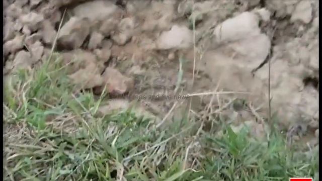 Hidden camera catch big snakes keeper смотреть онлайн