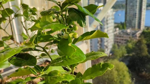 Growing a Tahitian Pomelo in a Pot (Part 2) The Flowers are Blooming! смотреть онлайн