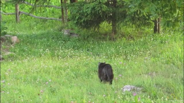 Чужой пришел