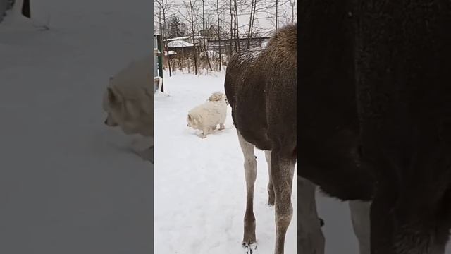 без названия #центрфеникс #спасаемжизни #wildanimals #дикиеживотные смотреть онлайн