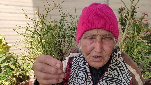 Cactus Care Secrets 80 Years Old Lady Mrs Mirza Cactus lover смотреть онлайн