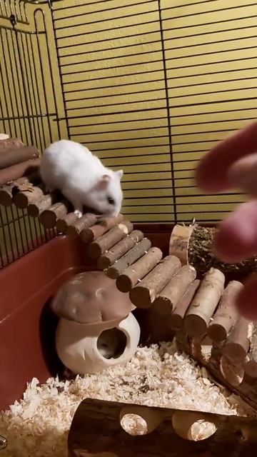 Hamsters and their inseparable friend 🐶 смотреть онлайн