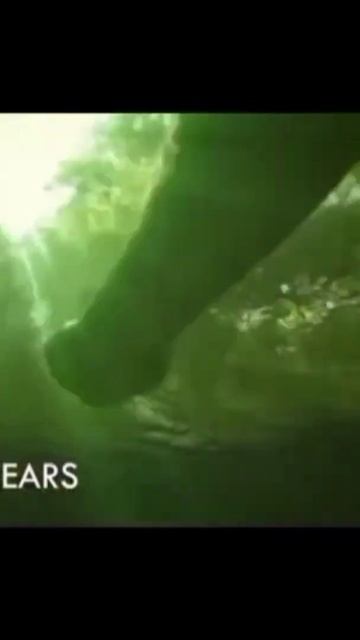 Titanaboa Snake VS Anaconda Snake WHO'S WIN'S VS BATTLE #shorts смотреть онлайн