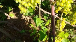 Виноград Супер Экстра