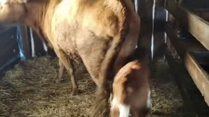 Как откормить телят 100% верный способ