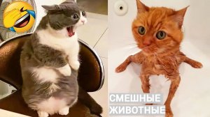 Смешные приколЫ с животными. СМЕШНОЕ ВИДЕО С ЖИВОТНЫМИ. подборка лучших приколов.