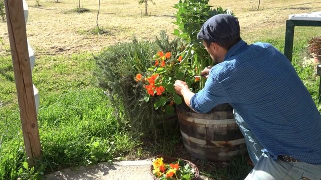 La Capuchina, Indispensable En El Huerto Ecológico.
