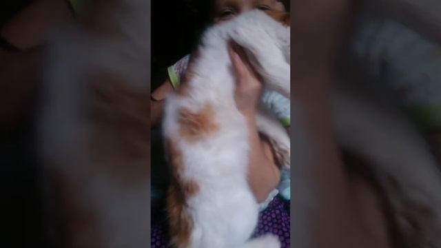 Кошачий голос смотреть онлайн