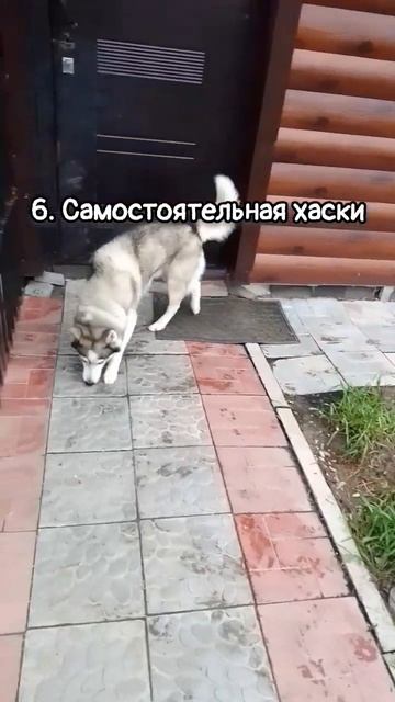 #хаски #кинолог #зоогостиница #приют #кинолог #юмор #собаки смотреть онлайн