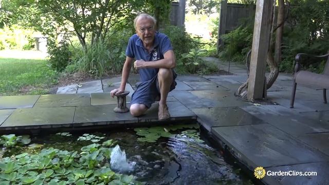 Hornwort: Easy to Grow Clean Water Plant to Stop Pond and Aquarium Algae - Ceratophyllum submersum смотреть онлайн