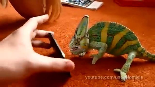 ((Хамелеон и iPhone))Прикол)) смотреть онлайн