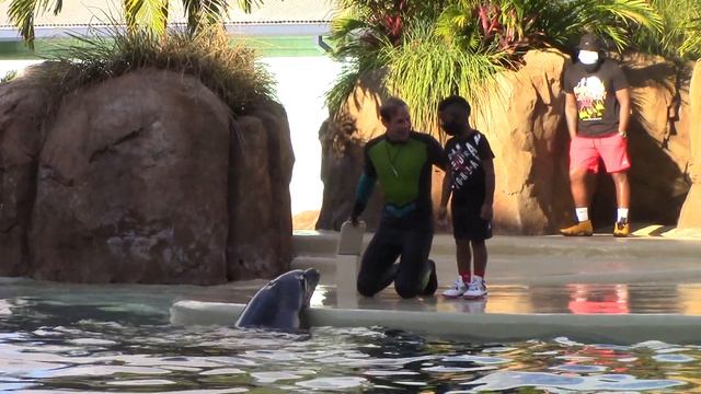 Dolphin Adventures (Full Show) - SeaWorld Orlando - November 9, 2021 смотреть онлайн