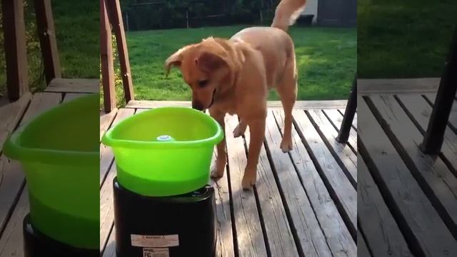 Great toy for a dog Отличная игрушка для собаки смотреть онлайн