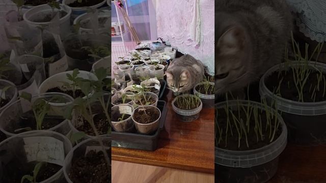 Зеленые витамины для Барсы подросли. Барса их попробовала и одобрила. смотреть онлайн