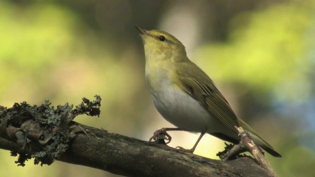 WOOD WARBLER,Finland смотреть онлайн