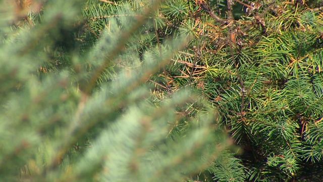 Expect fewer Christmas trees, higher prices this season смотреть онлайн