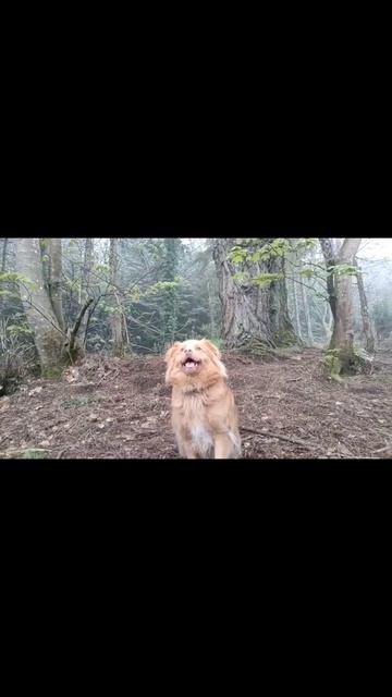 Good morning everybody's, it's your favourite little duck dog! Happy weekend, I'm going live! смотреть онлайн