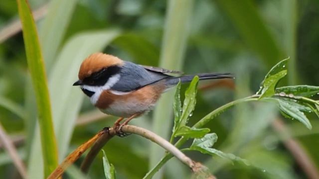 1080117福壽山農場紅頭山雀（Aegithalos concinnus）1 смотреть онлайн