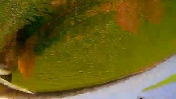 DarwinFPV Baby Ape pro 3" (3s batterie)