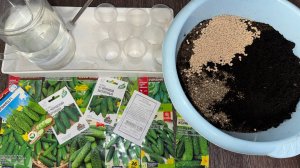 ОГУРЦЫ на РАССАДУ, ТОЧНЫЕ СРОКИ ПОСЕВА ОГУРЦОВ, УРОЖАЙ УЖЕ В МАЕ