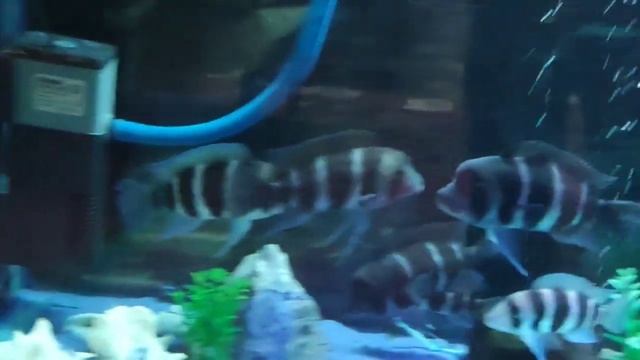 Frontoza Brundi. Xishnik baliq смотреть онлайн