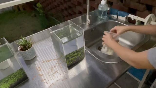 Growing Pearlweed from seed with different methods смотреть онлайн