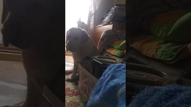 Поймал собаку смотреть онлайн