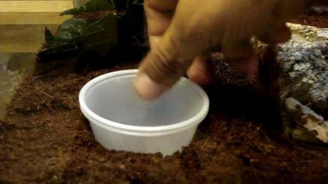 Chilean rose care sheet (Grammostola rosea) смотреть онлайн