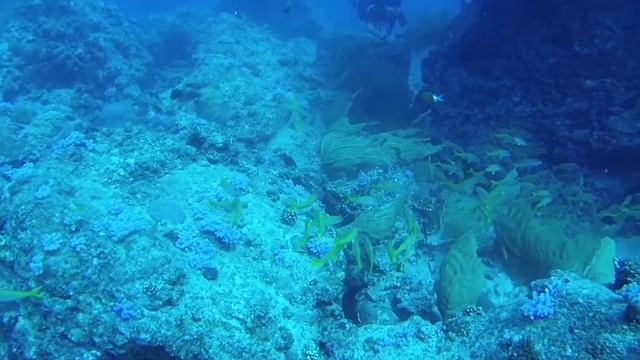 STENOPUS mise à l'eau de Ganesh 19 09 2015 смотреть онлайн