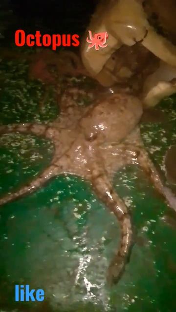 #giant octopus #animals #pieuvre géante смотреть онлайн