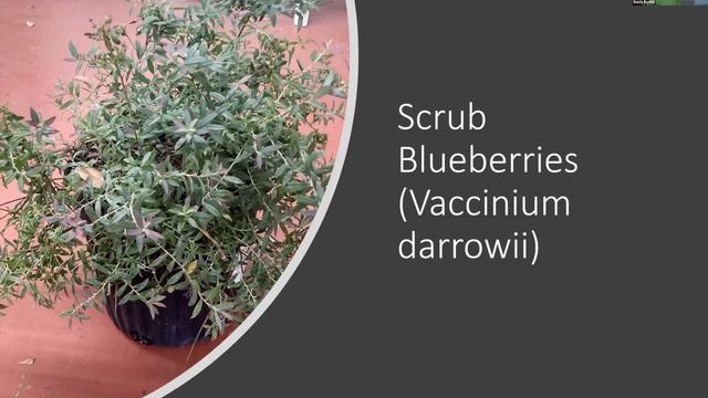 PCFNPS Presents: Edible Florida Native Plants and How To Prepare Them смотреть онлайн