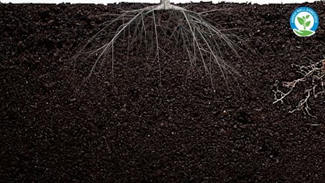 jad majbut to fasl majbut 🌽🌽🥬🥬 смотреть онлайн