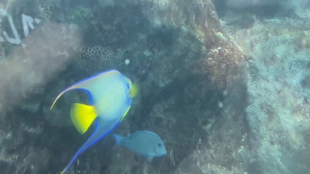 Beauty the Queen Angelfish смотреть онлайн